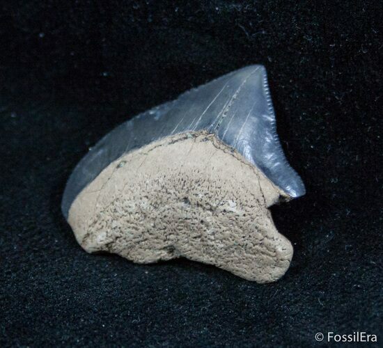 Fossil Squalicorax Tooth - North Carolina #1430